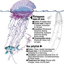 Cnidaria - The Classification of Respiratory Systems throughout Evolution